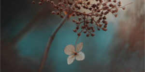 Read more about the article Hvorfor har vi så meget mærkeligt julepynt?