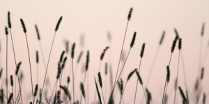 Read more about the article Det tager lang tid at blive vegetar