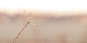 Read more about the article Min mor – en mor – et tidsbillede