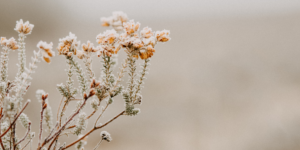 Read more about the article Min mormor