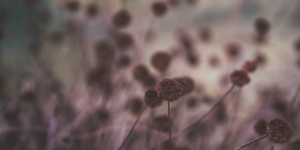 Read more about the article Luksus