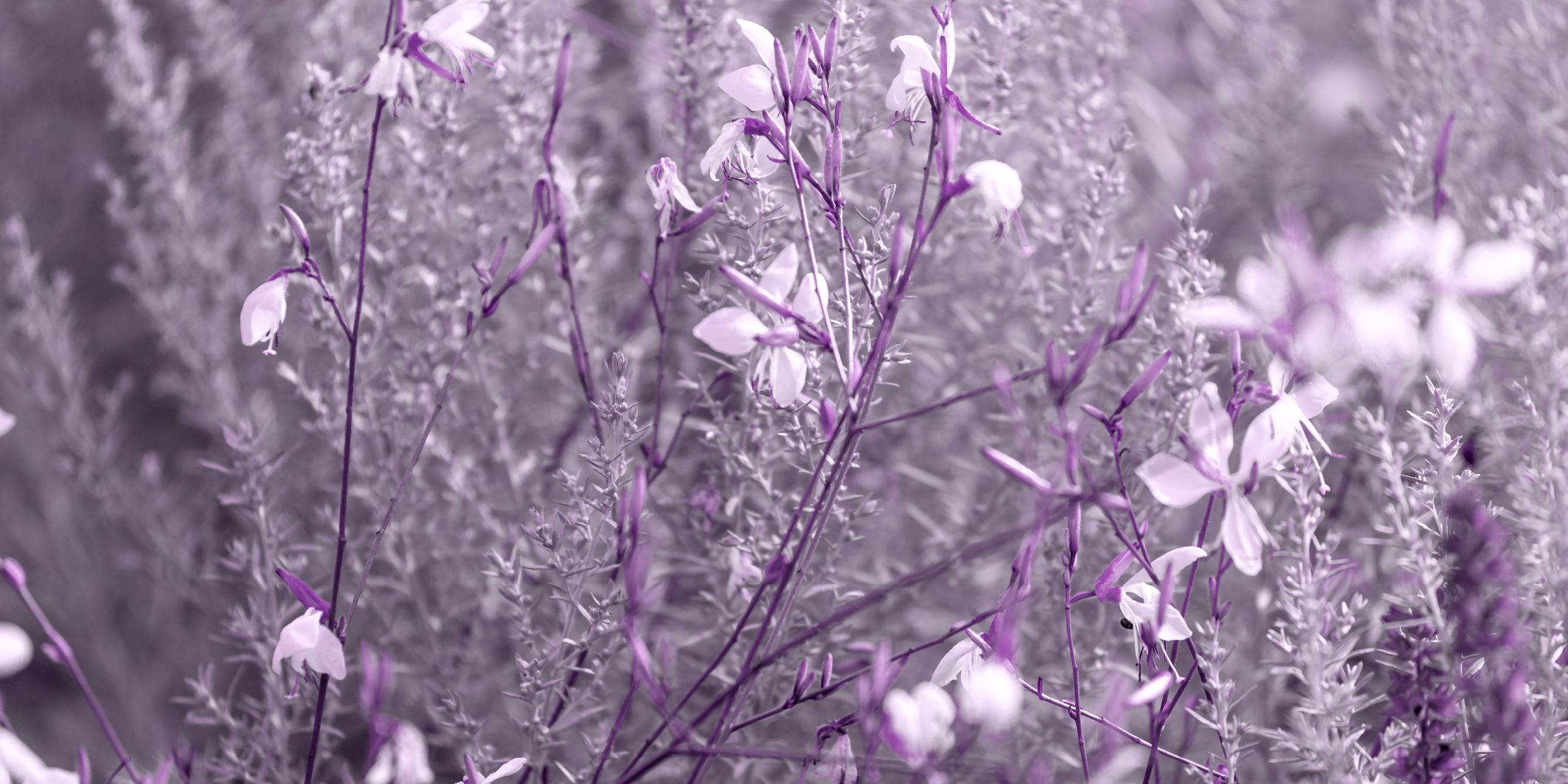 You are currently viewing Mobning, spiritualitet og forelskelse i rodet forening