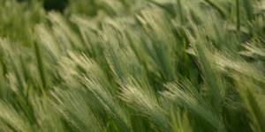 Read more about the article (Kvinde) i klemme med generationerne