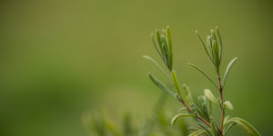 Read more about the article Sommerferien – årets juvel